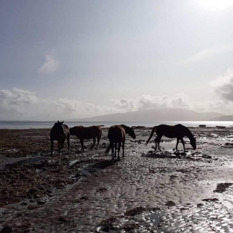 Wandern Dingle Way, Dingle Halbinsel Irland